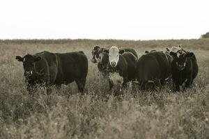 novillos y novillas elevado con natural césped, argentino carne producción foto