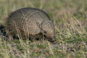 Hairy Armadillo, in grassland environment, Peninsula Valdes, Patagonia, Argentina photo