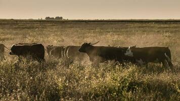 Argentine meat production,cows fed on natural grass. photo