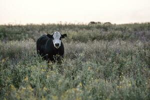 argentino carne producción,vacas alimentado en natural césped. foto