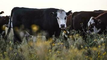 argentino carne producción,vacas alimentado en natural césped. foto