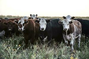 Argentine meat production,cows fed on natural grass. photo