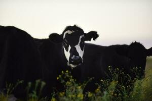 argentino carne producción,vacas alimentado en natural césped. foto