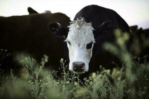 Argentine meat production,cows fed on natural grass. photo