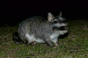 vizcacha , lagostomo máximo, el de la palma nacional parque , entre ríos provincia, argentina foto