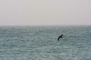 gigante petrel en vuelo, Patagonia, argentina. foto