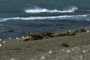 South American  Sea Lion Otaria flavescens Female,Peninsula Valdes ,Chubut,Patagonia, Argentina photo