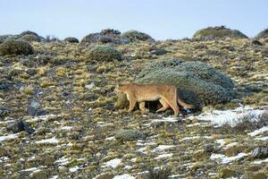 Puma walking in mountain environment, Torres del Paine National Park, Patagonia, Chile. photo