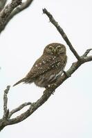 Ferruginous Pygmy owl, Glaucidium brasilianum, Calden forest, La Pampa Province, Patagonia, Argentina. photo