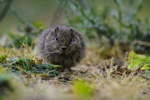 Desert Cavi, Lihue Calel National Park, La Pampa Province, Patagonia , Argentina photo