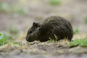 Desert Cavi, Lihue Calel National Park, La Pampa Province, Patagonia , Argentina photo