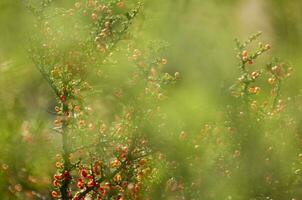 Piquillin, endemic wild fruits in the Pampas forest, Patagonia, Argentina photo