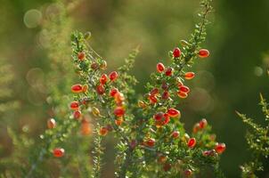 Piquillin, endemic wild fruits in the Pampas forest, Patagonia, Argentina photo