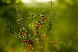 Piquillin, endemic wild fruits in the Pampas forest, Patagonia, Argentina photo