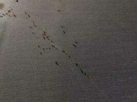 Meat production,  livestock in Pampas region, Aerial view,Argentina photo