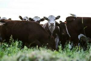 vacas manada en el pampa campo, argentino carne producción, la pampa, argentina. foto