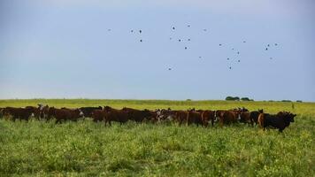 vacas manada en el pampa campo, argentino carne producción, la pampa, argentina. foto