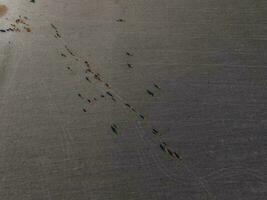 Meat production,  livestock in Pampas region, Aerial view,Argentina photo