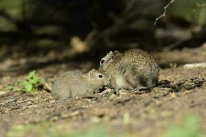 Desert Cavi, Lihue Calel National Park, La Pampa Province, Patagonia , Argentina photo