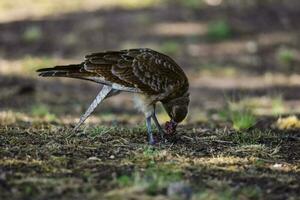 Caracara chimango portrait , La Pampa province, Patagonia , Argentina photo