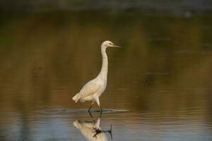 Nevado garceta, egretta thula , encaramado, la pampa provincia, Patagonia, argentina. foto