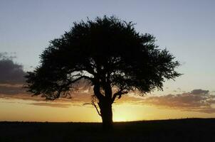 Pampas tree landscape, La Pampa province, Patagonia, Argentina. photo