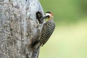 verde prohibido pájaro carpintero en bosque ambiente, la pampa provincia, Patagonia, argentina. foto