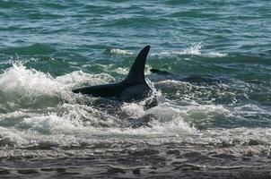 orca caza mar leones en el orilla ,península Valdés, Patagonia, argentina. foto