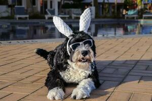 portugués agua perro vistiendo conejito orejas para Pascua de Resurrección foto