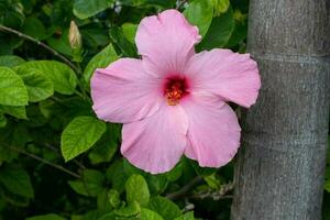 primer plano de flor de hibisco rosa foto