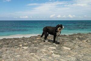Dog on the coral beach at Hope Town on Elbow Cay, Abaco, Bahamas photo