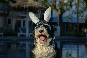 Dog wearing bunny ears for Easter photo