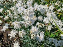 Amazing spring colors in flowers, visit to the botanical garden photo