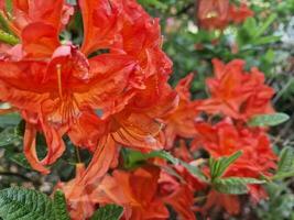 increíble primavera colores en flores, visitar a el botánico jardín foto