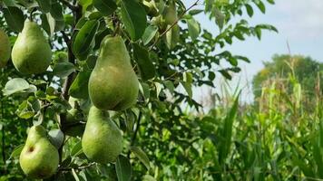 maduro verde peras colgar en un árbol rama, jardinería, cosecha hora en el hogar jardín. video
