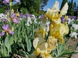 Amazing spring colors in flowers, visit to the botanical garden photo