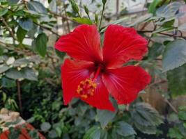 increíble primavera colores en flores, visitar a el botánico jardín foto