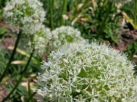 Amazing spring colors in flowers, visit to the botanical garden photo