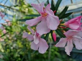 increíble primavera colores en flores, visitar a el botánico jardín foto