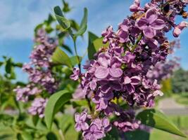 Amazing spring colors in flowers, visit to the botanical garden photo