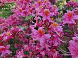 increíble primavera colores en flores, visitar a el botánico jardín foto