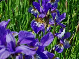 Amazing spring colors in flowers, visit to the botanical garden photo