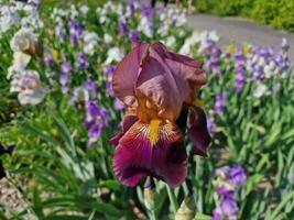 increíble primavera colores en flores, visitar a el botánico jardín foto