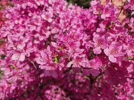 increíble primavera colores en flores, visitar a el botánico jardín foto