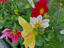 increíble primavera colores en flores, visitar a el botánico jardín foto