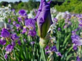 Amazing spring colors in flowers, visit to the botanical garden photo