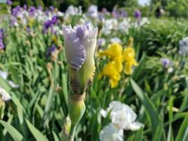 Amazing spring colors in flowers, visit to the botanical garden photo