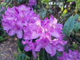 increíble primavera colores en flores, visitar a el botánico jardín foto