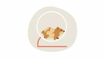 Hamster running on wheel cartoon animation. Domestic animal 4K video motion graphic. Fluffy active rodent. Playful small pet exercising 2D color animated character isolated on white background