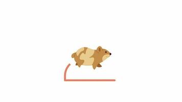 Hamster in wheel running 2D character animation. Cute animal playing in circle flat cartoon 4K video, transparent alpha channel. Rodent activity. Hamster racing animated animal on white background video